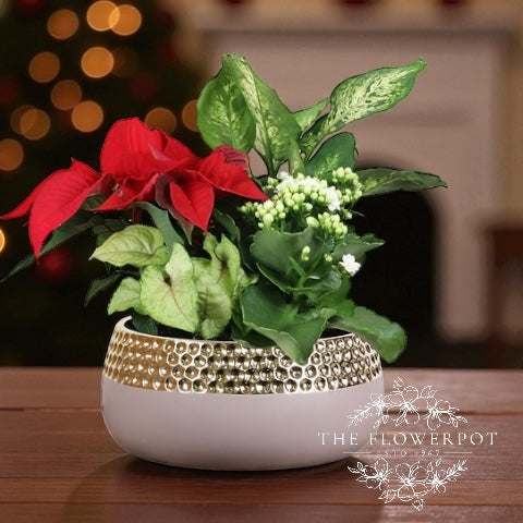 Christmas Mixed Planter