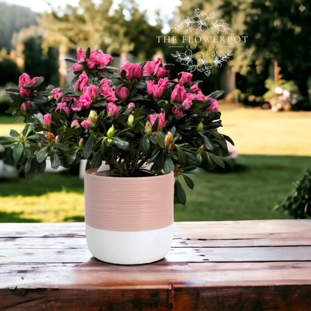 Azalea