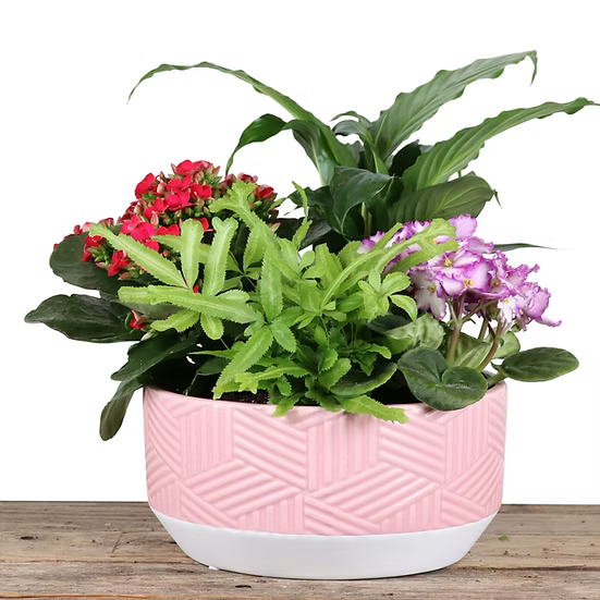 Mixed Tropical Planter