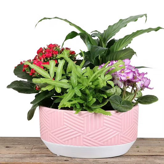 Mixed Tropical Planter
