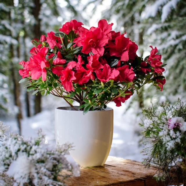 Christmas Azalea