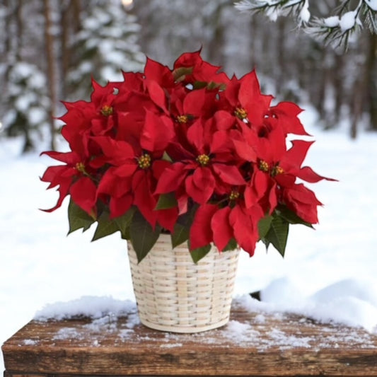 8" Red Poinsettia